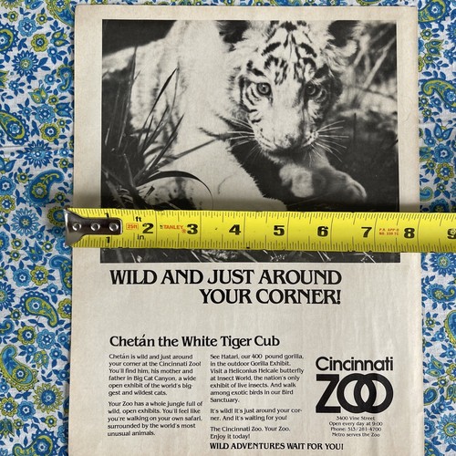 Vintage 1981 Cincinnati Zoo Chetan White Tiger Cub Print Ad RARE - Picture 6 of 7