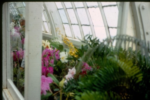 28 vtg 35mm slides 1968 San Francisco California conservatory gardens seal rock - Picture 8 of 24