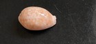 Shell Cypraea CALLISTOCYPRAEA NIVOSA mm 43 Thailand