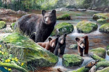 Creekside Curiosity - Kevin Daniel Fine Art Print Black Bear Cubs Wildlife 18x26