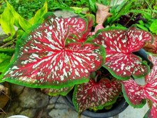 Carolyn Whorton Caladium Bulbs for Planting - 6 Bulbs