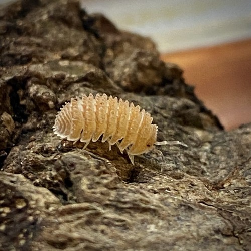 10 x RARE Cristarmadillidium Muricatum 'Spiny' Isopod Crystal Pineapple Woodlice