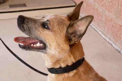 Collar grande Starmark Pro-Training para perro - Imagen 4 de 6