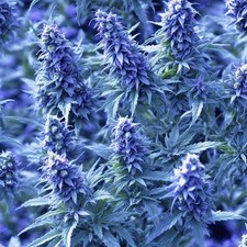 Purple Sativa Kush Weed 44 - 18"x46" Hydrographic Film Hydro Dipping