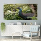 3pcs Auckland Zoo Australia Wall Art Canvas Framed 50x70cm