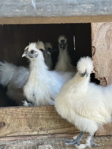 1 Dutzend bärtige weiße Silkie Bruteier, plus extra