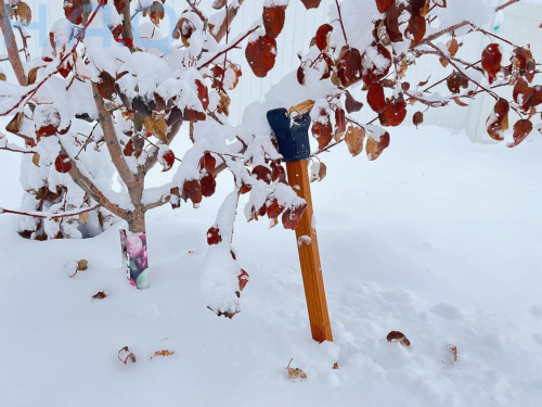 Kalinar Tree Crutch - DIY Support Device - Save Fruit Pack Of 1 - Picture 7 of 7