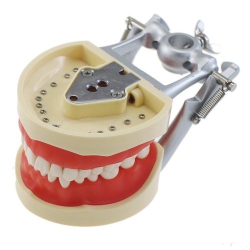 Columbia 860 Kilgore Nissin 200 Dental Typodont 28 32 Teeth Model Mounting Pole - Picture 52 of 110