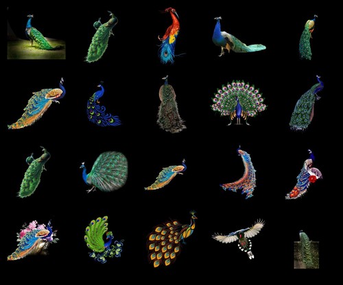 100 PEACOCK TRANSPARENT PNG PHOTOSHOP OVERLAYS, ISOLATED ANIMALS PNG FILES, BIRD - Photo 4 sur 6