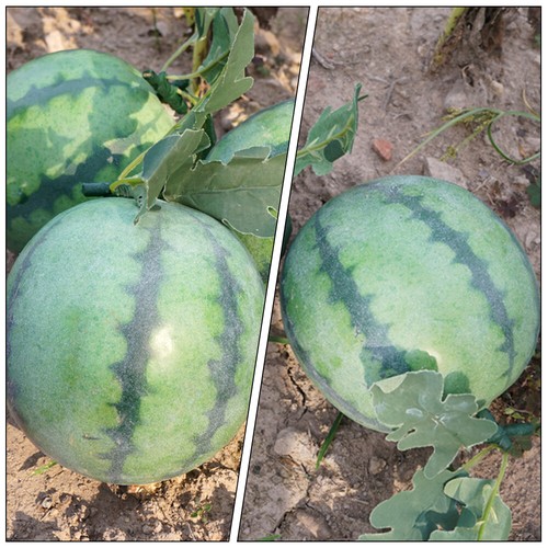 simulation fruit toy Decor Artificial Artificial Watermelon for Display - Picture 2 of 12