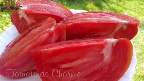 10 graines de tomate Work Release Paste heirloom tomato seeds méth.bio - Picture 7 of 12