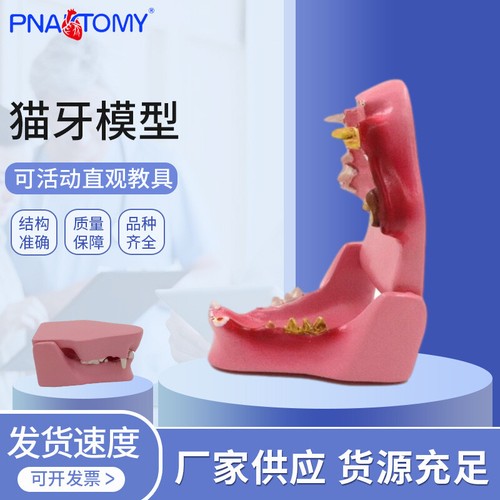 Katze krank Zahn Modell Katze Zahn Gefühl Kiefer Skelett Tierarzt Lehre - Bild 4 von 11