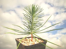 Umbrella Pine, PINUS PINEA, evergreen conifer tree,
