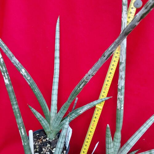 SANSEVIERIA Frosty Spears- Snake Plant - Unique Plant - Modern Touch - Picture 4 of 6