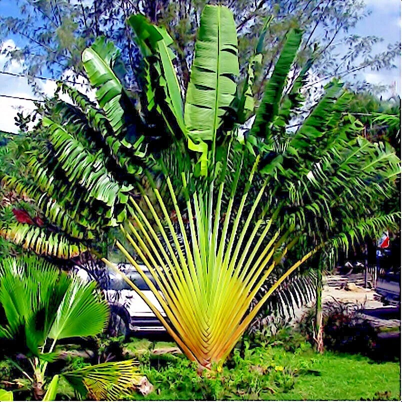 TRAVELERS PALM TREE SEEDS (Ravenala madagascariensis) Bird of Paradise Plant - Image 3 of 4