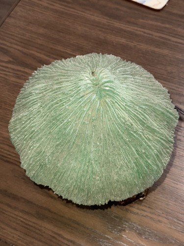 Vintage Magic Mushroom Lamp Coral Shade/Burl Wood GREEN- Tested/Works RARE 8” - Picture 4 of 24