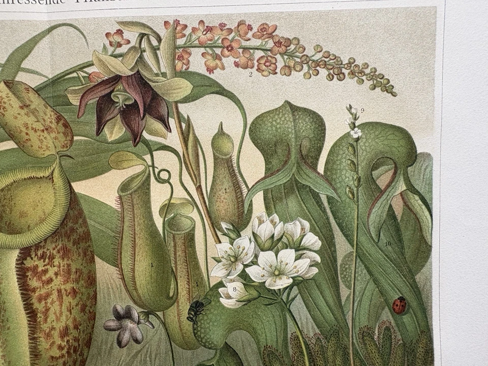 Originalgrafik Flora: Insektenfressende Pflanzen Chromolitho insectivorous plant - Bild 4 von 4