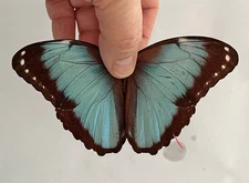MORPHO HELENOR COELESTIS**** Male Nr. 4 *****Bolivia