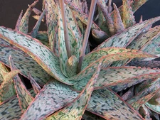 Aloe cultivar SUNRISE hybrid exotic red color succulent rare cacti seed 10 SEEDS