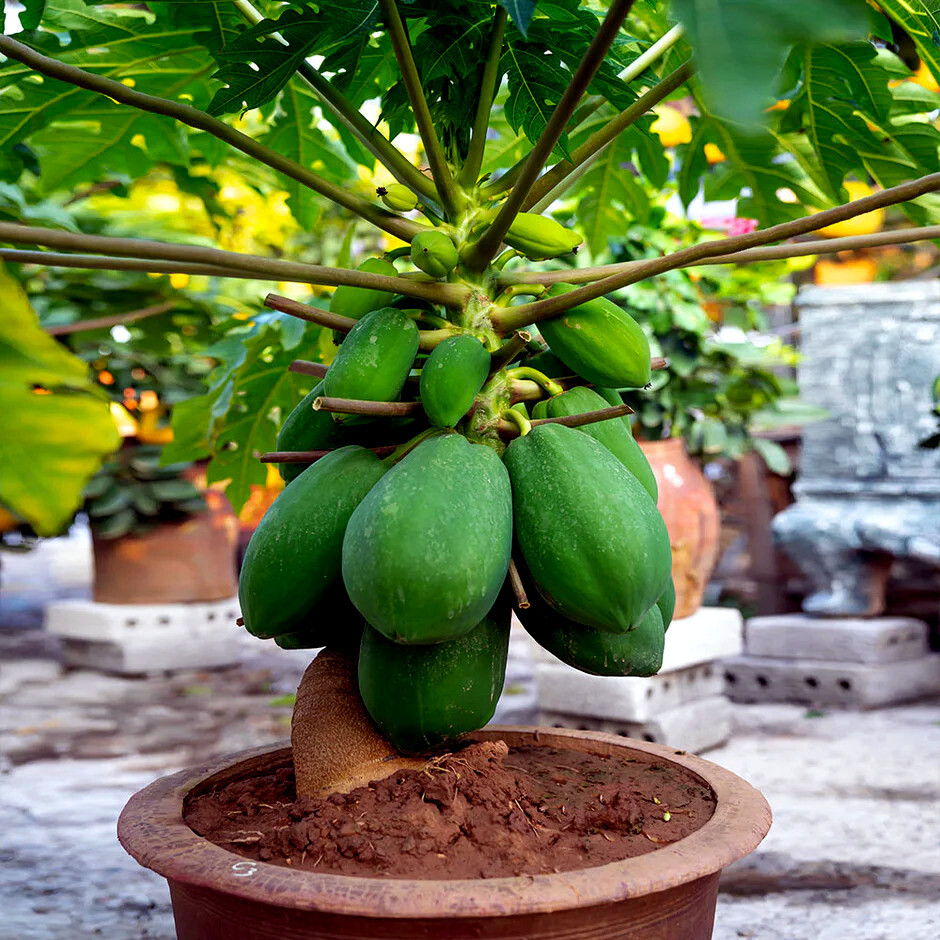 Banana Blue Java Pianta Solo - Dwarf Papaya Plant Papaya Pura