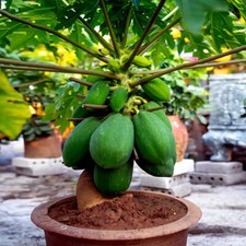 20 "DWARF SOLO WAIMANALO TREE SEEDS" Carica Papaya Fast Fruit Houseplant