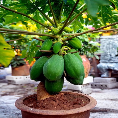 1,000 "DWARF SOLO WAIMANALO TREE SEEDS" (Carica Papaya) Fast Fruit Houseplant - Picture 1 of 15