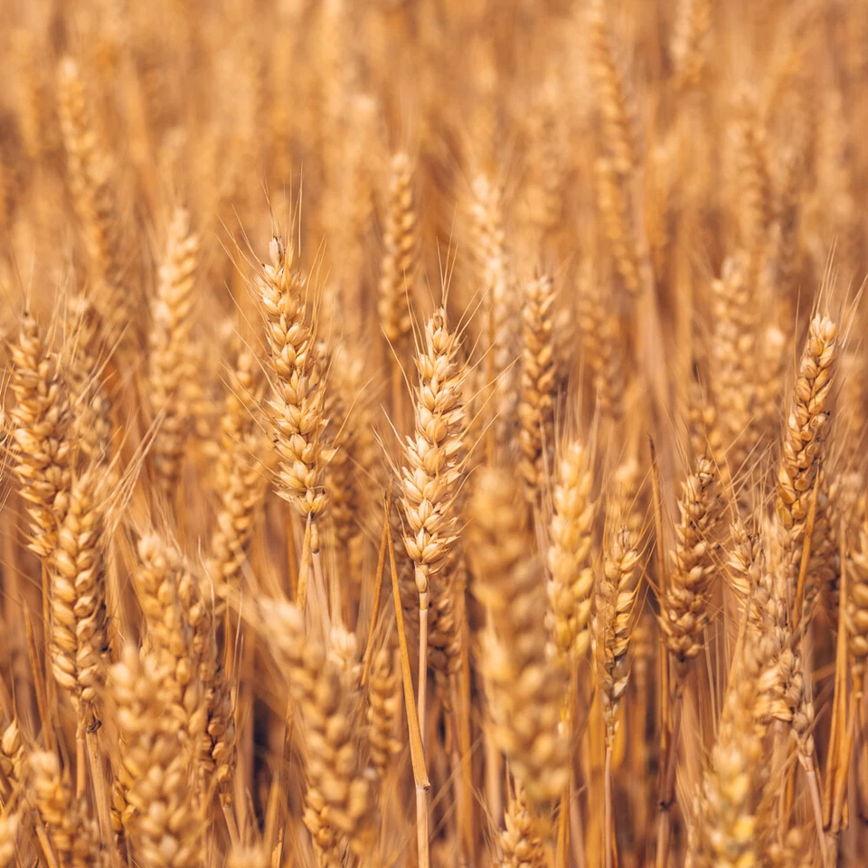 5-30kg Weizen Gereinigt Hühnerfutter Geflügelfutter Futterweizen Vogelfutter DML - Bild 2 von 4