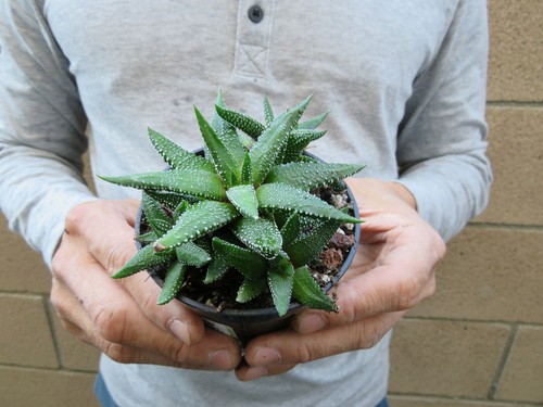 Haworthia attenuata 'Enon' Succulent clump - Picture 6 of 7