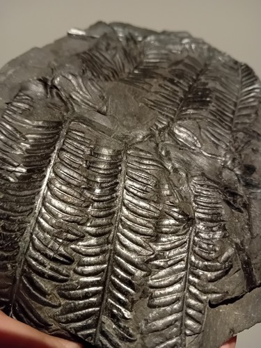 Großes Fossil Pflanze Pecopteris dick mehrschichtig zum Extrahieren 960 Gramm
