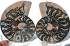 Large Black Ammonite Pair Crystals 110myo Dino age Fossil XL 139mm 5.5" 9347uu — photo 1