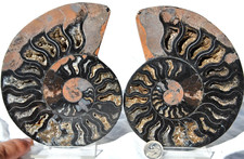 Large Black Ammonite Pair Crystals 110myo Dino age Fossil XL 139mm 5.5" 9347uu