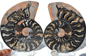 Large Black Ammonite Pair Crystals 110myo Dino age Fossil XL 139mm 5.5" 9347uu