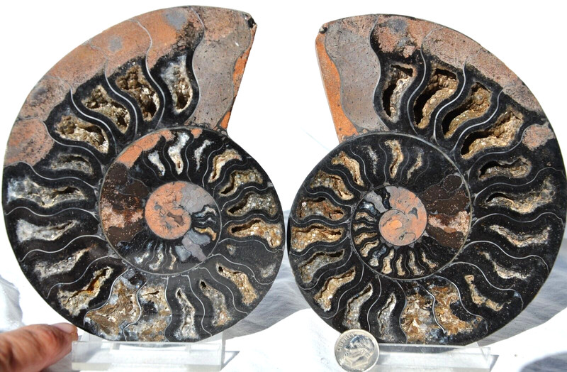 Large Black Ammonite Pair Crystals 110myo Dino age Fossil XL 139mm 5.5" 9347uu