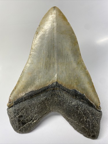 Megalodon Shark Tooth 6.30 inch Giant - Authentic Fossil - Massive - Rare 10486 - Picture 4 of 8