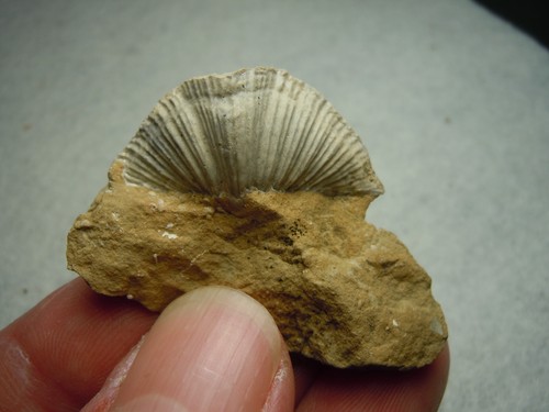 Buena cáscara fósil en piedra matriz de espirifer de Kansas City EE. UU. 16 gramos - Imagen 10 de 12