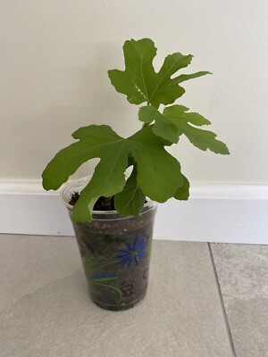 Fig Tree Golden Riverside