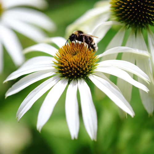 Stauden-Set, 12 Pflanzen für 2 m², weiß-rosa-blau - Bild 8 von 10