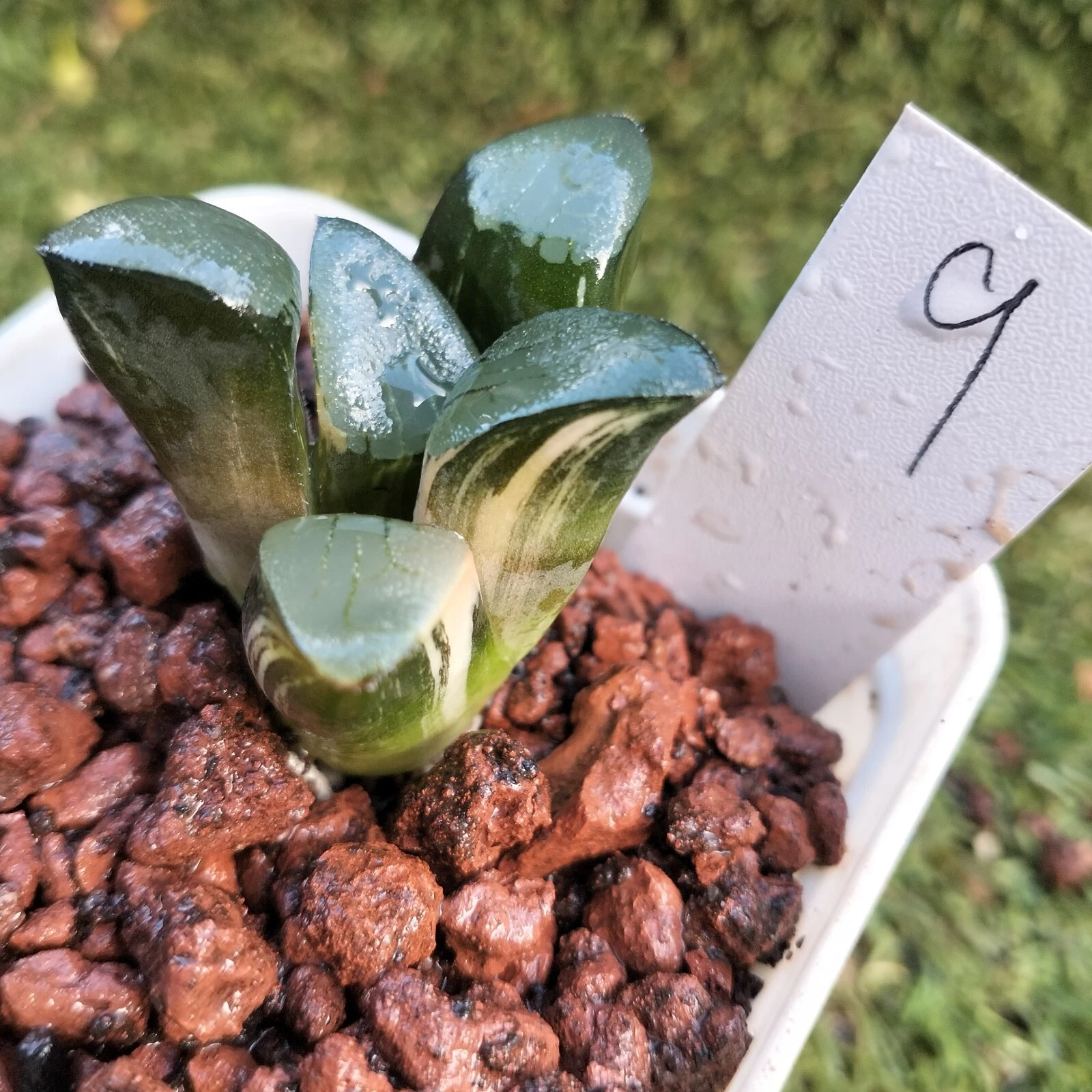 haworthia variegated Rare plant # 9 Succulent
Opens in a new window or tab