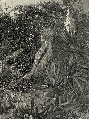 Grabado en acero 1872 en la costa de Florida de Harry Fenn de Hinshelwood - Imagen 11 de 12