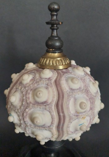 Cabinet de Curiosités oursin imperial phyllacanthus imperialis sur socle - Picture 4 of 5
