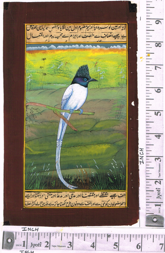 Pintura en miniatura india de pájaro papamoscas (bulbo) arte vintage 6x9,5 pulgadas - Imagen 8 de 9