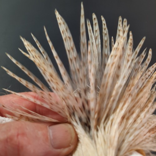 Barred Cream Variant Dry Fly Hackle Neck Cape Dry Fly Tying Feathers #26 - Picture 3 of 6