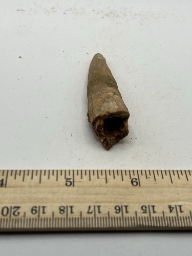Spinosaurus 2.5” TOOTH Teeth Dinosaur Fossil before T Rex Cretaceous CS 703 - 第 3/5 張圖片