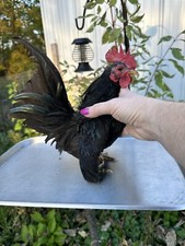 8 Extra   Pure SERAMA Hatching Eggs assortment adorable    from Show Stock