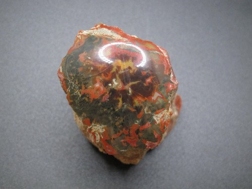Yellow Cat Petrified Wood - Polished  - 2.8 oz. - Picture 7 of 9