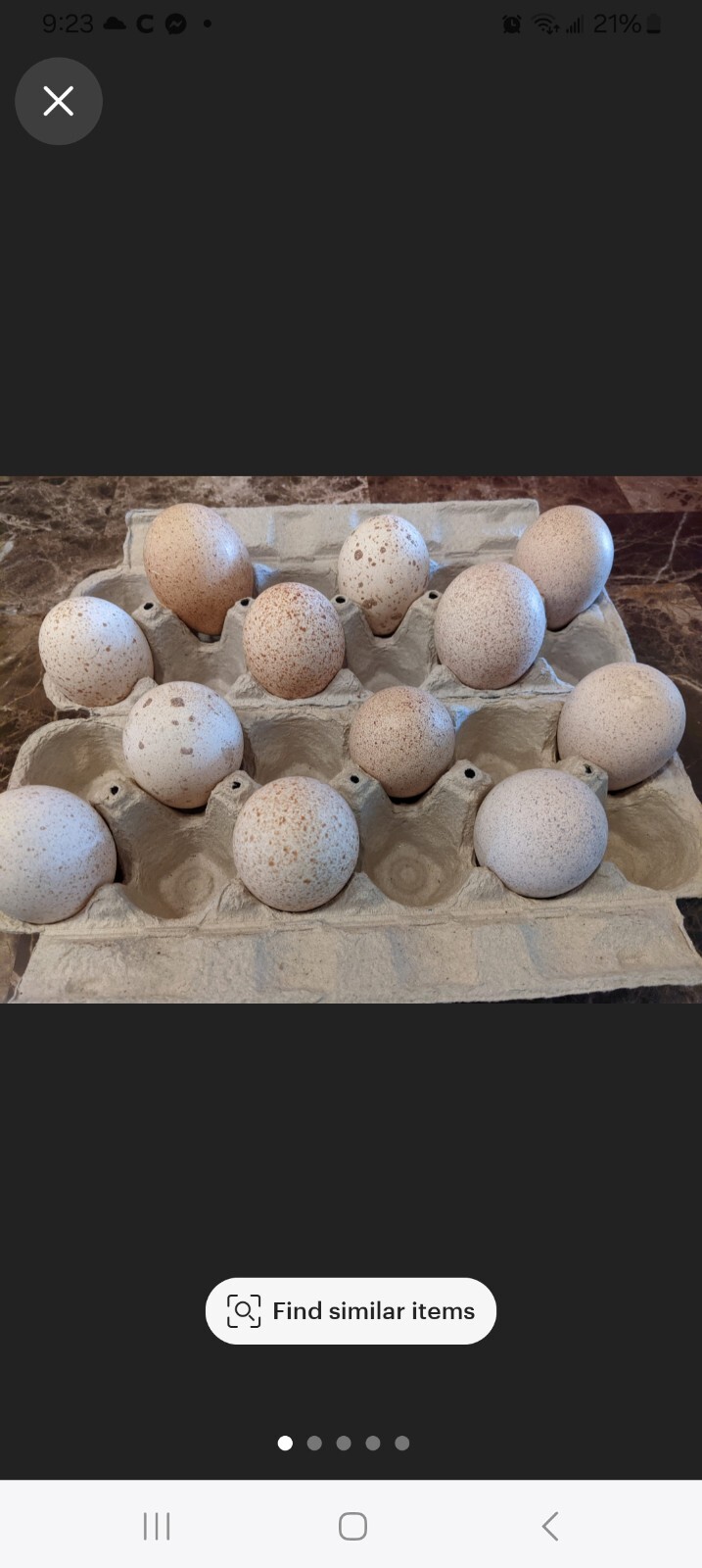 6 heritage BURBON RED/ Blonde turkey eggs eBay