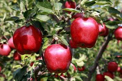 Granny Smith Native Apple Fruit Tree Seeds Non Gmo Fresh Premium 2021