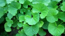 15 Bare Root Indian Pennywort Centella Asiatica/Gotu Kola/Rau Ma