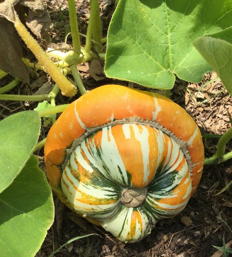Turk's Turban Pumpkin Seeds | Turkish Color Cap Hat Pumpkins Vegetable Seed 2025 - Bild 4 von 12