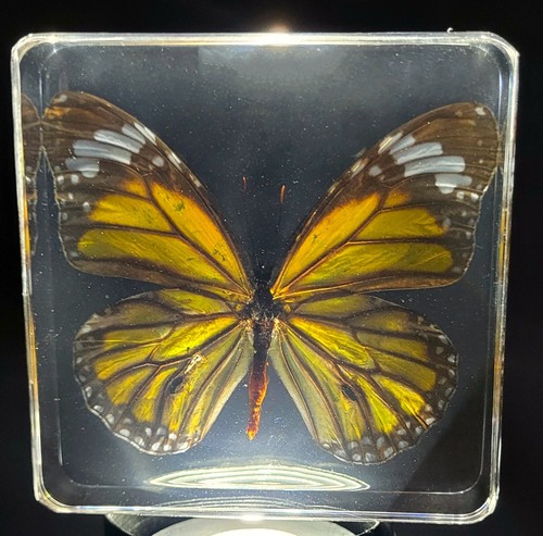 2.9" Real Striped Tiger Butterfly in Lucite Danaus Genutia Cramer Paperweight - Bild 4 von 13